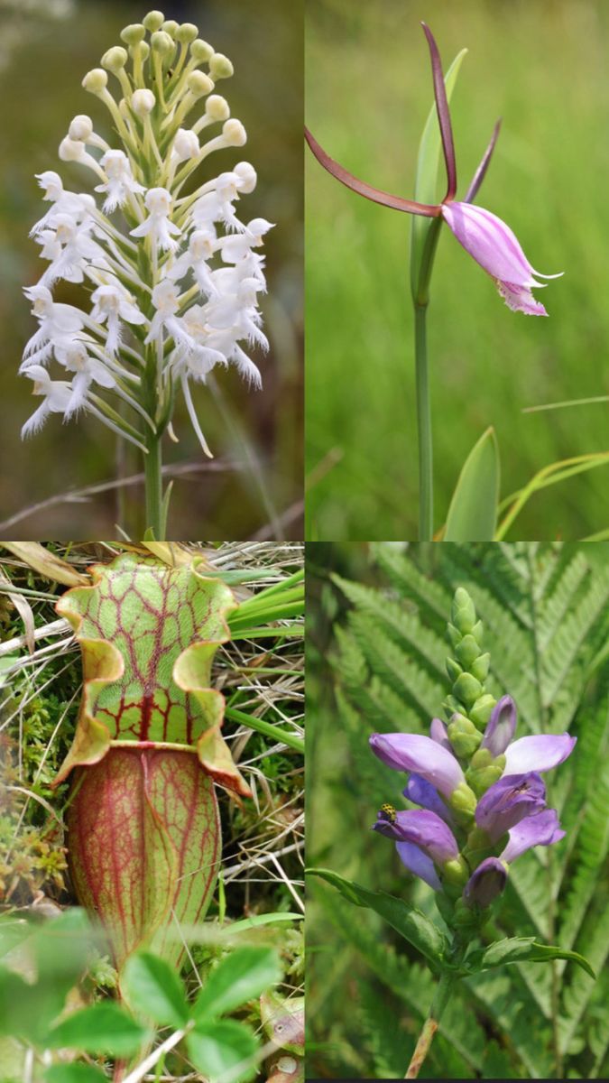 Save Richmond's Last Pitcher Plant Swamp Virginia Native Plant Society